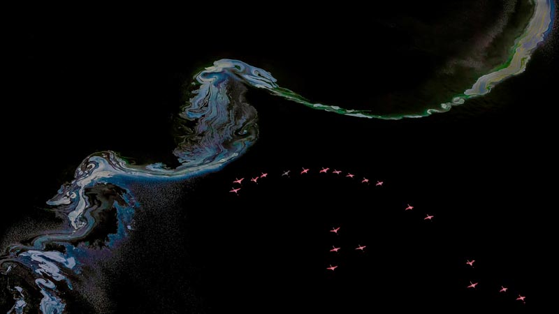 Flamingo flying over lake magadi