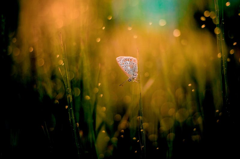 Dans la prairie enchantée