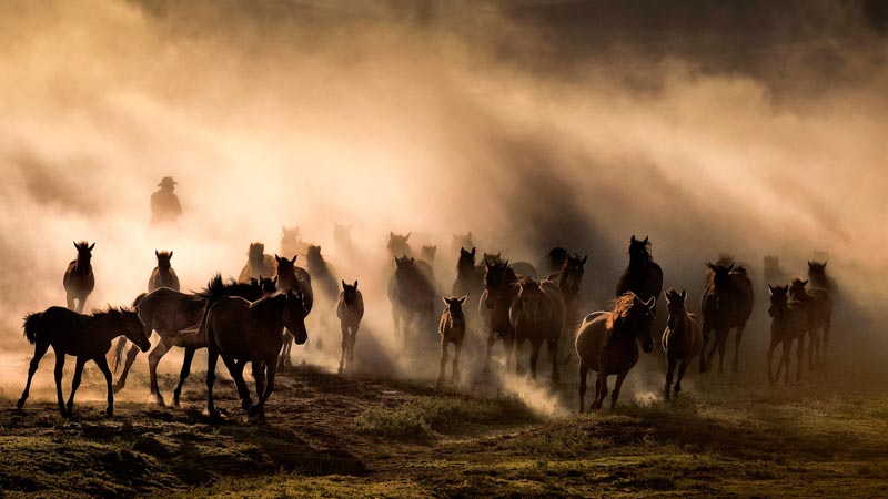 Cappadocia land of beautiful horses