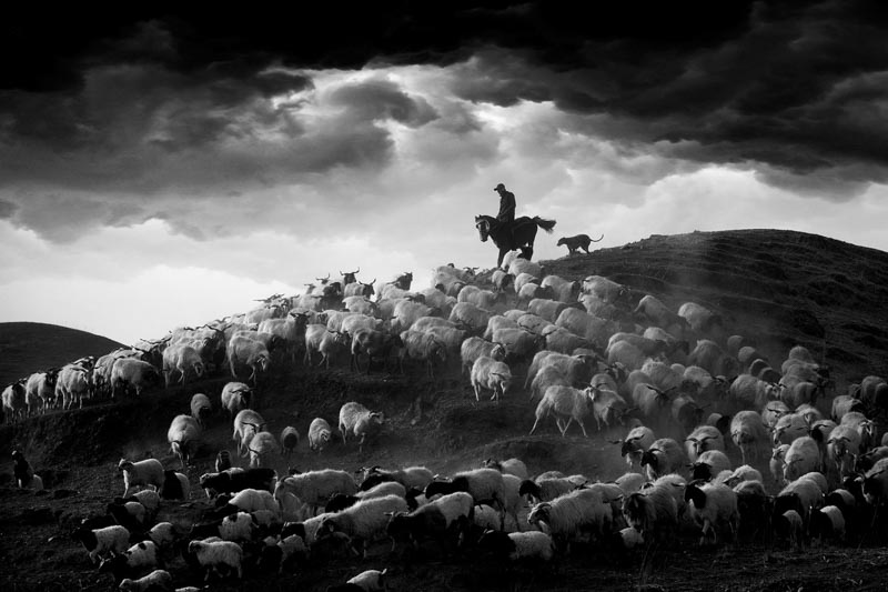 Grazing on the plateau