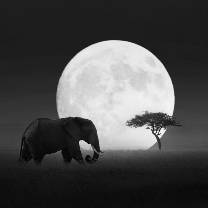 African elephants in the moonlight