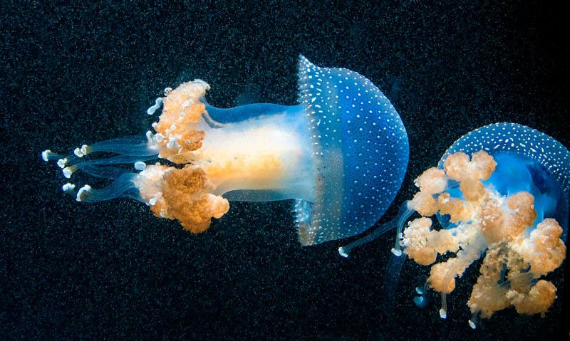 Zwei quallen