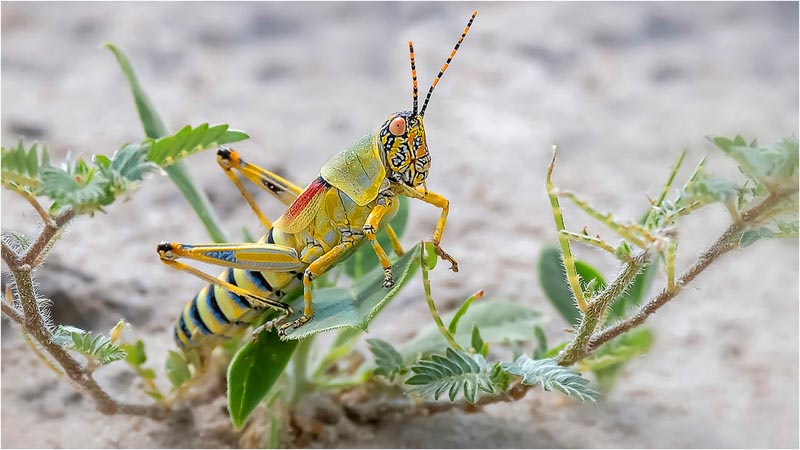 Harlekin grasshopper