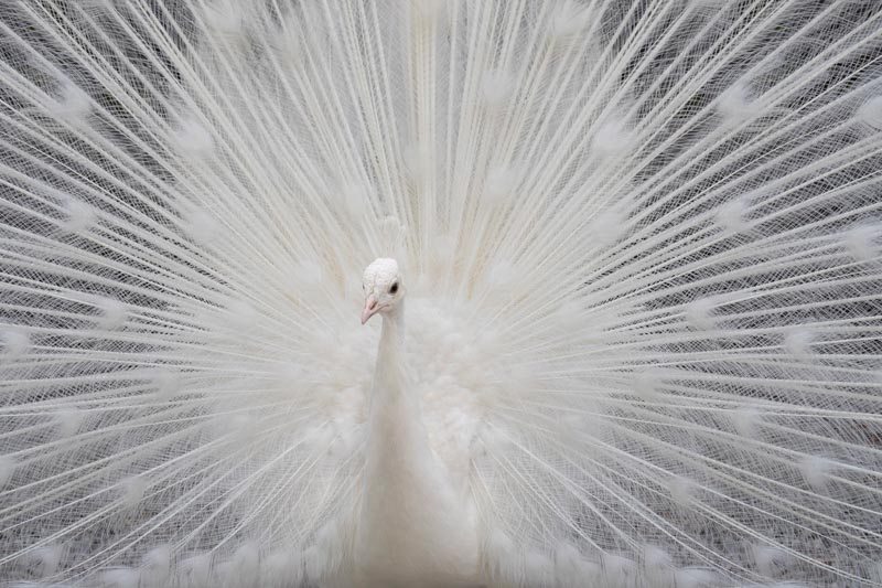Weisser pfau 2