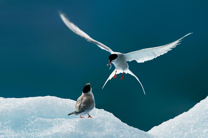 Feeding arctic tern