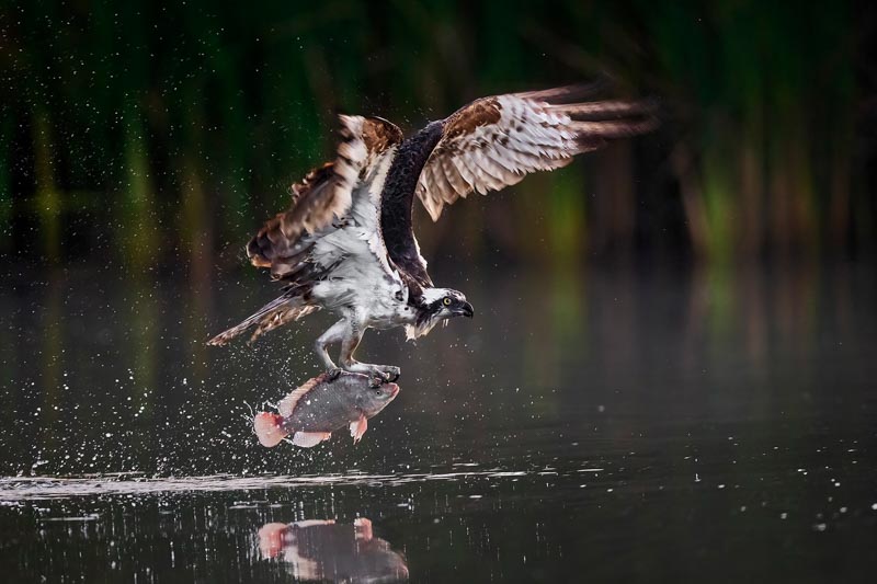 Osprey taking off with fish
