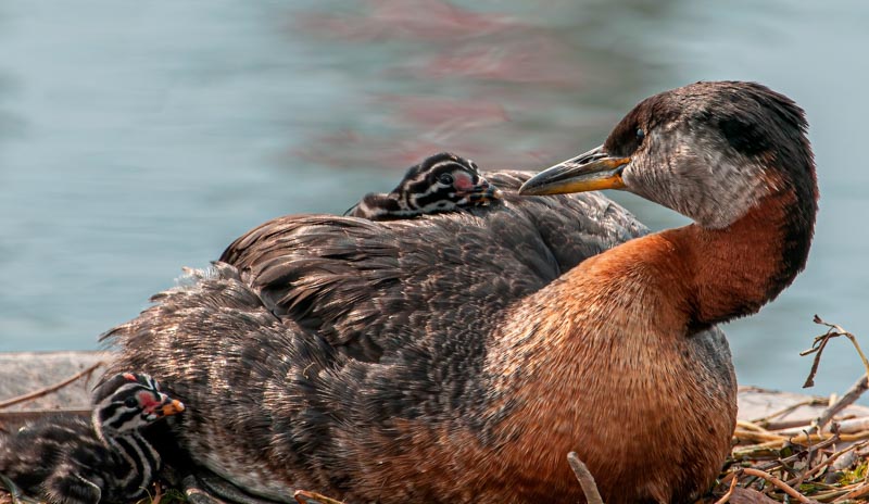 Redneck grebe tending its young