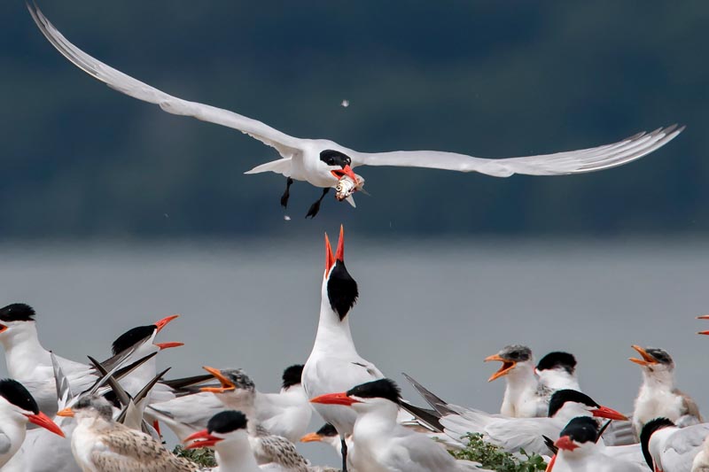 Terns mum come home with fish 05