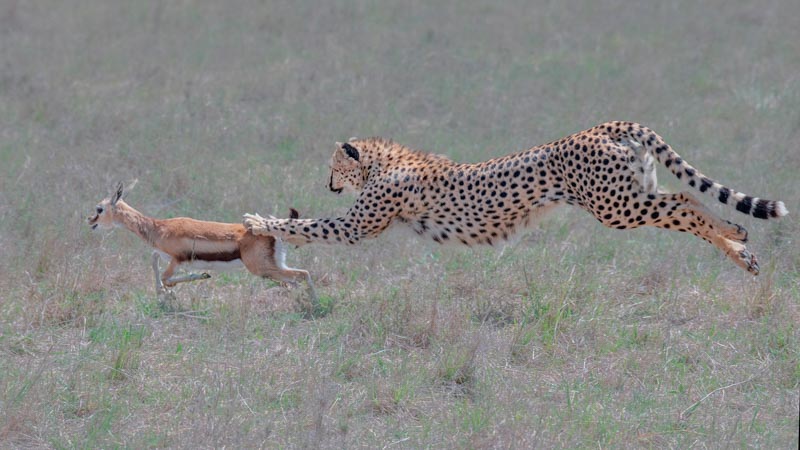 Cheetah hunting gazelle 2