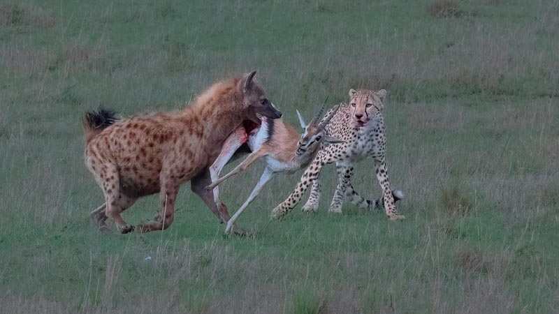 Hyena grabbing food from a cheetah
