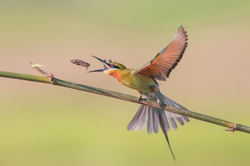 Cicada enters bird's mouth