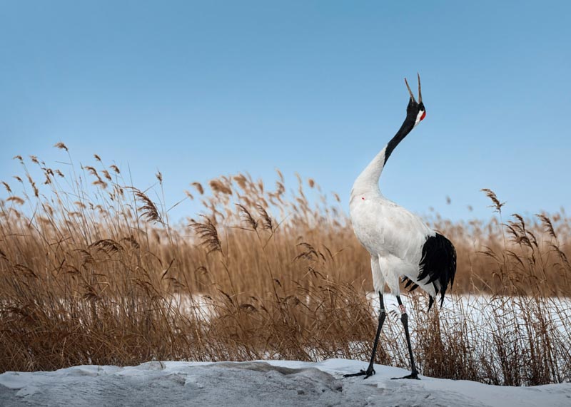 The crane screams in the marsh