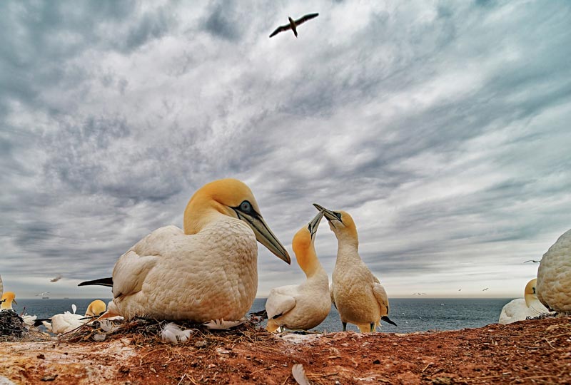Nesting gannets