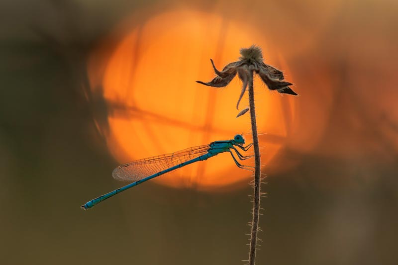 Blue damselfly