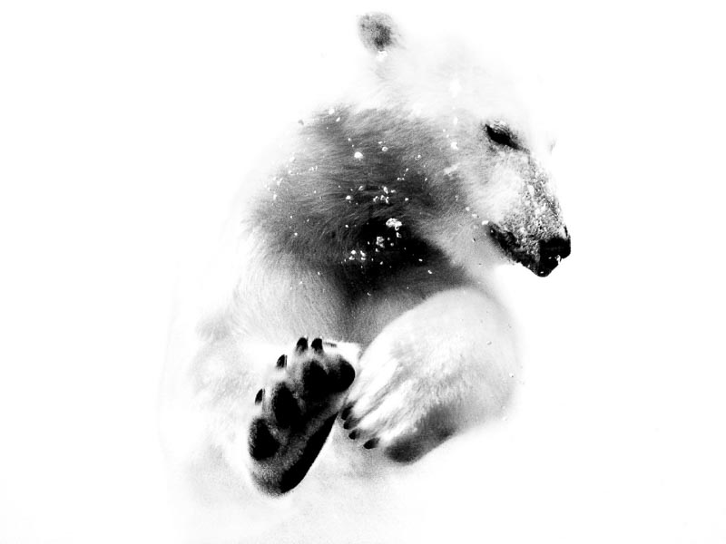 Disparition de l'ours