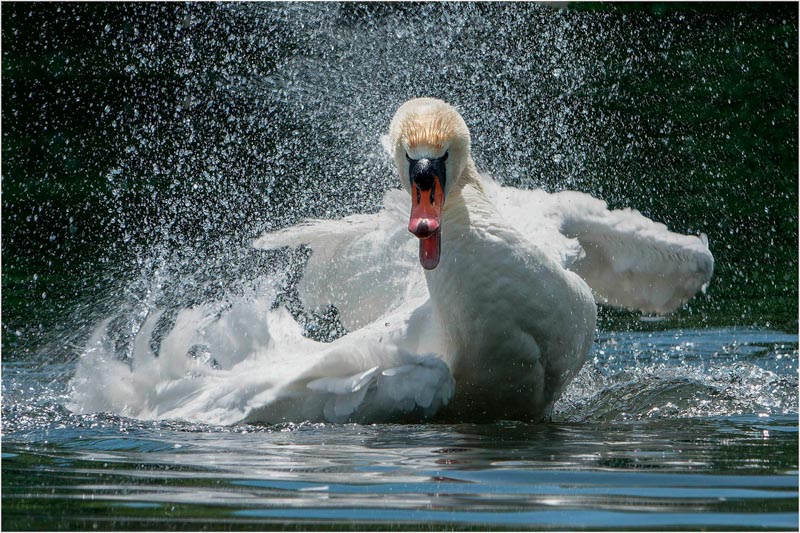 Cygne