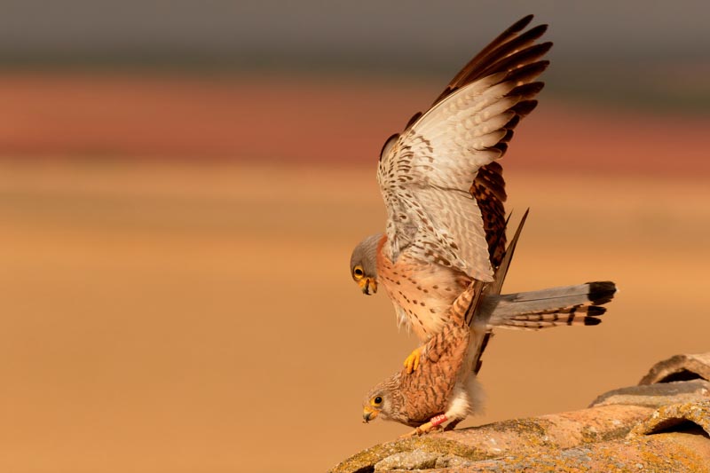 Accouplement de faucons