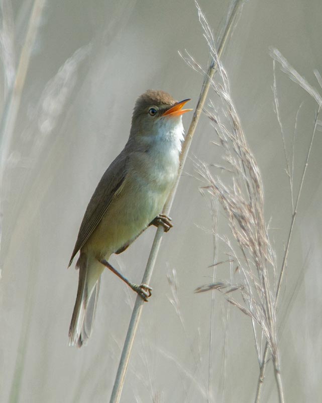 Singing reed warbler