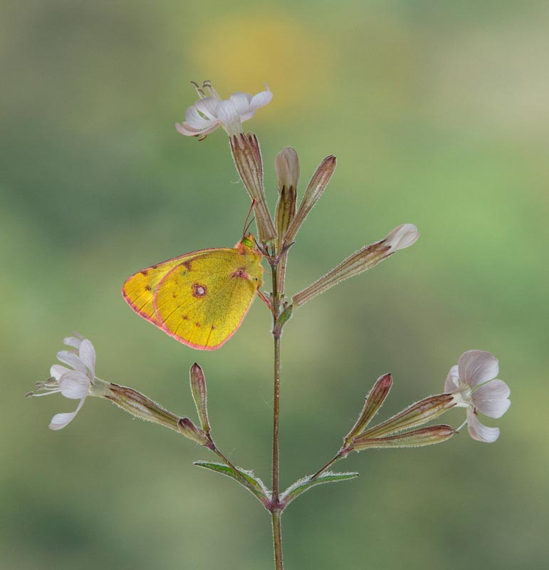 Berger's clouded yellow on catchfly