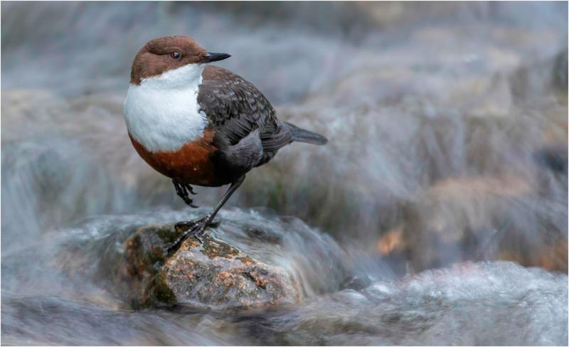Dipper at the falls
