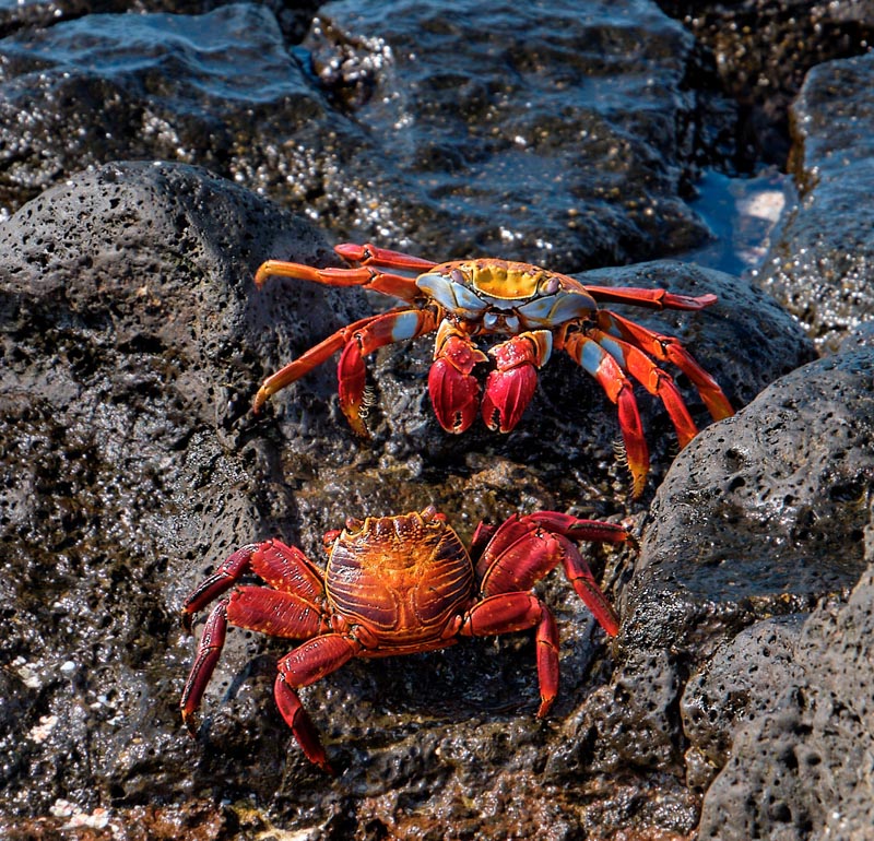 Sally lightfoot crab encounter