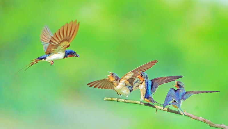 Swallowing feeding 01