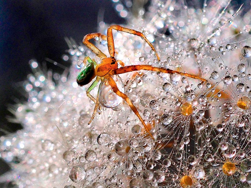 Among the water drops