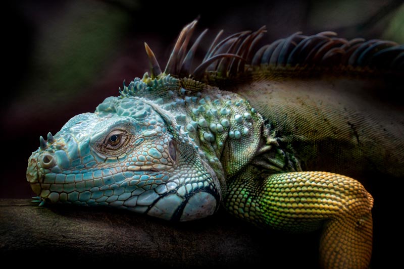 Green iguana