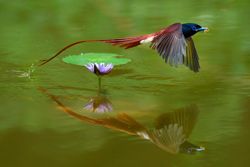 Paradise flycatcher 16