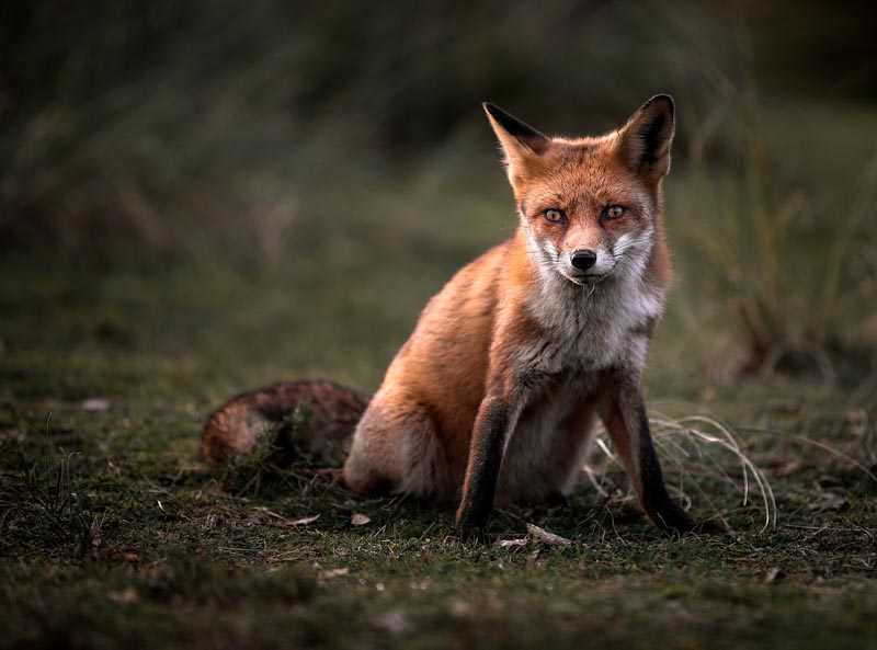 Attentive red fox