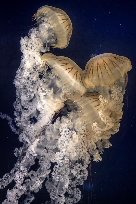 Jellyfish