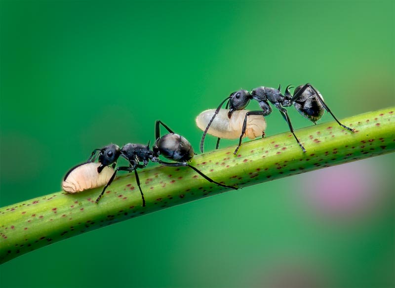 Ants holding eggs