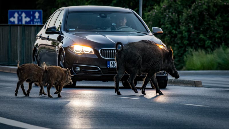 Honorary citizens of the city