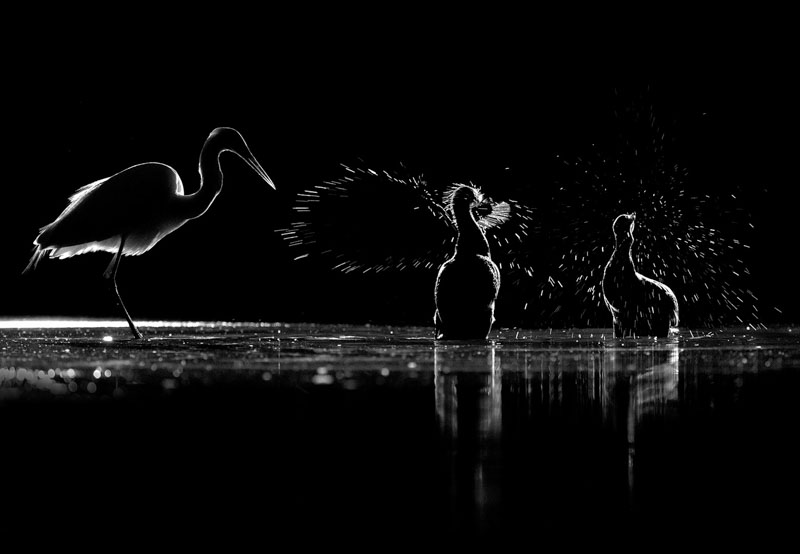 Cormorants and heron