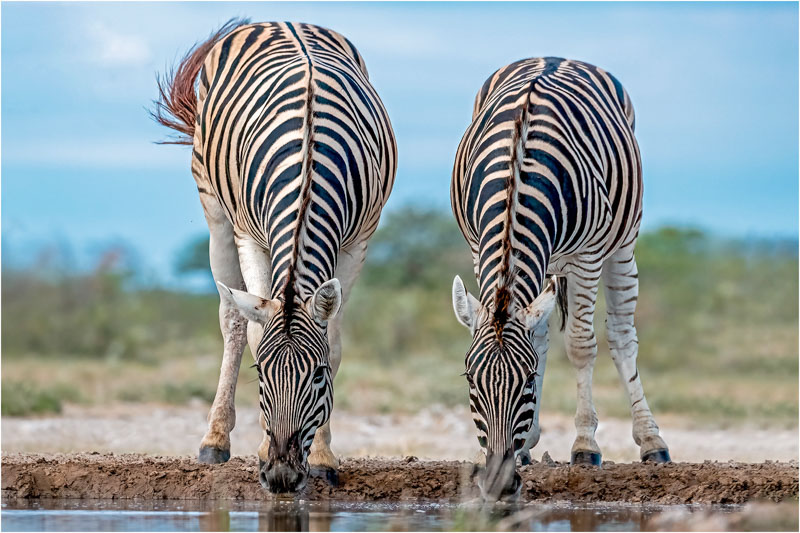 0 29 dscf1493 2 zebras