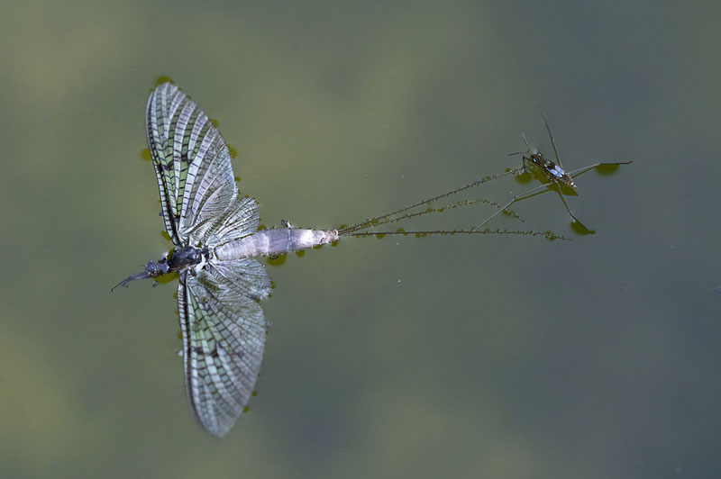 Eintagsfliege und wasserläufer-_dsc