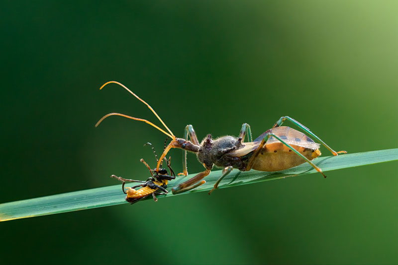 Assassin bug and its prey