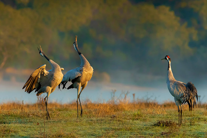 Aandachtige toeschouwer