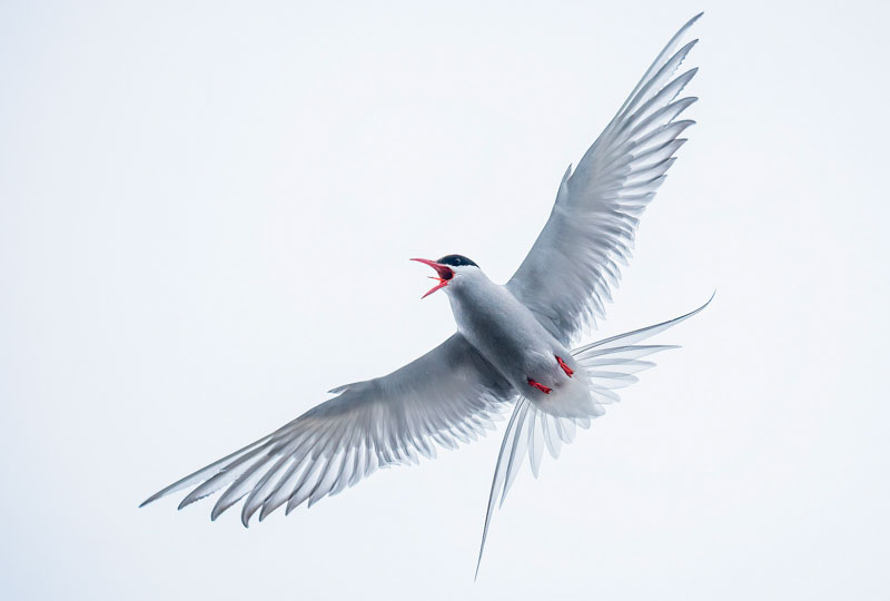 Arctic tern