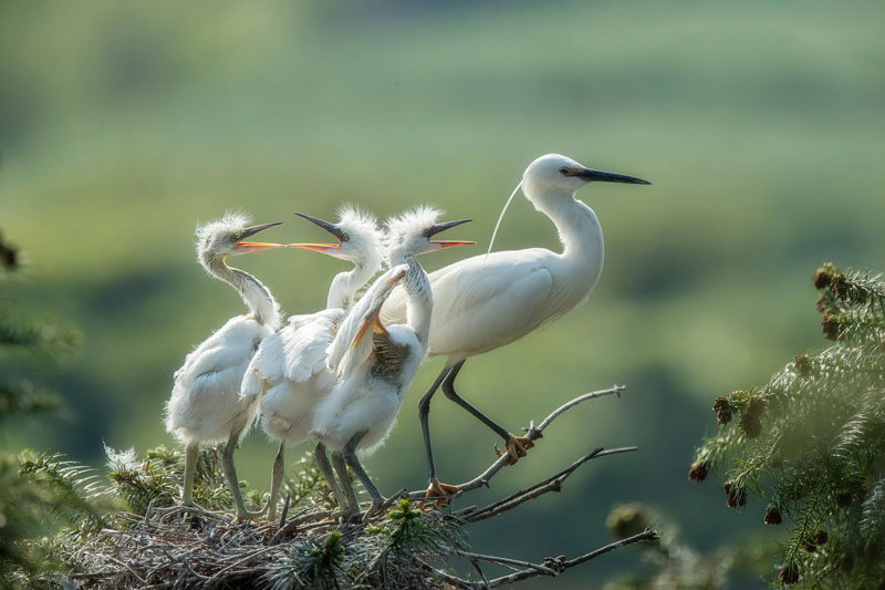 Egret-contend for food 2
