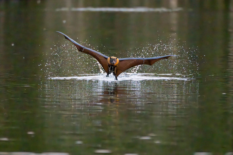 A bat paddling water
