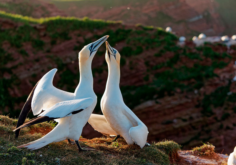 Gannet pair in colony