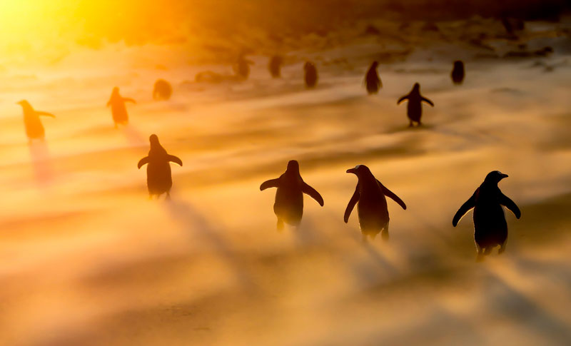 Gentoo penguins in the sandstorm