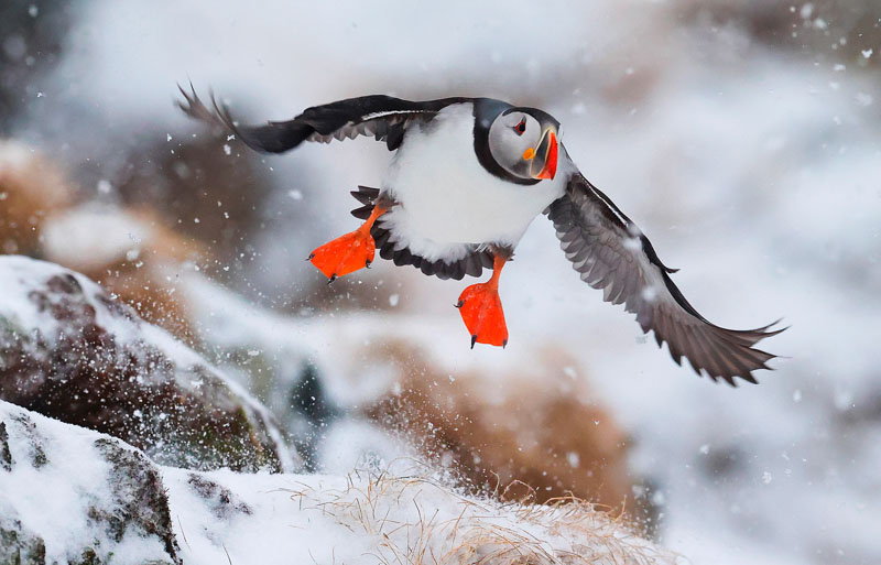 Puffin in the snow