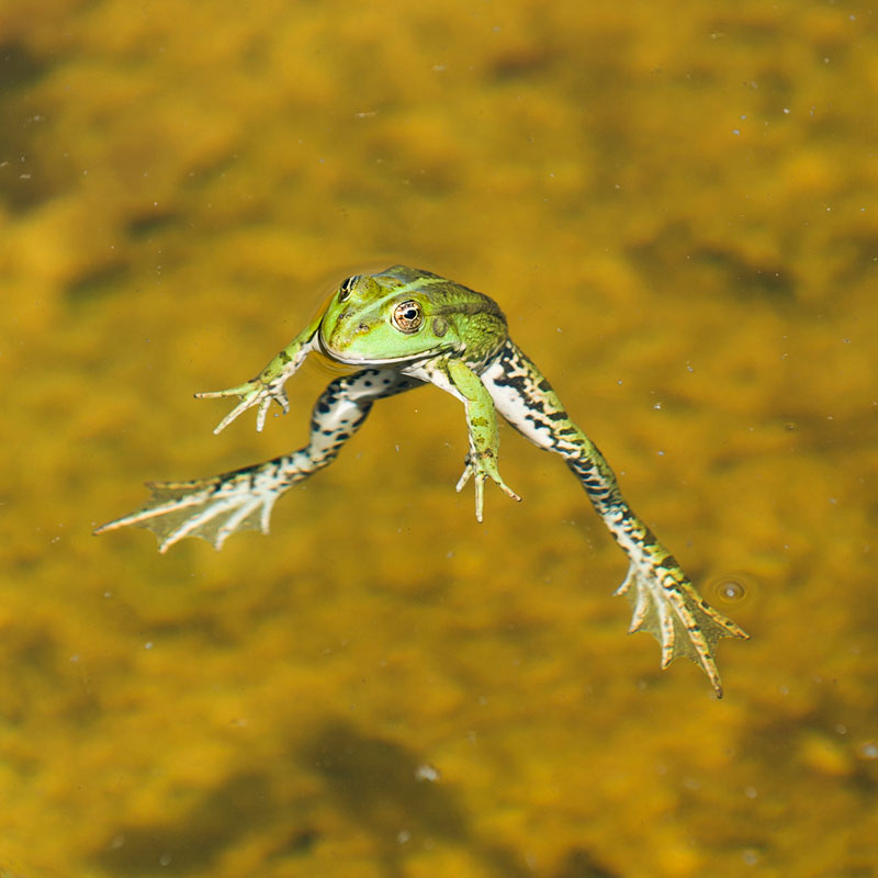 Grenouille en surface  