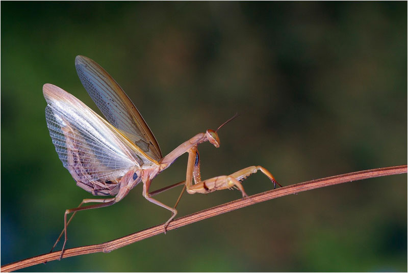 Toutes voiles dehors