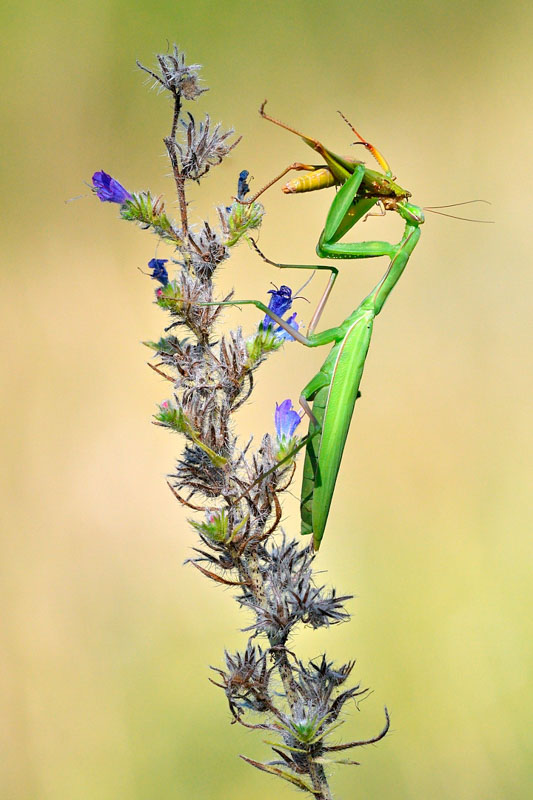 Prédation de mante religieuse
