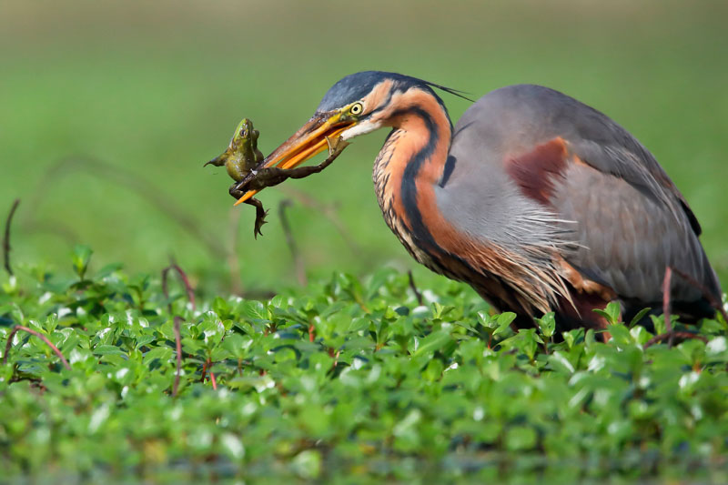 Pêche à la grenouille