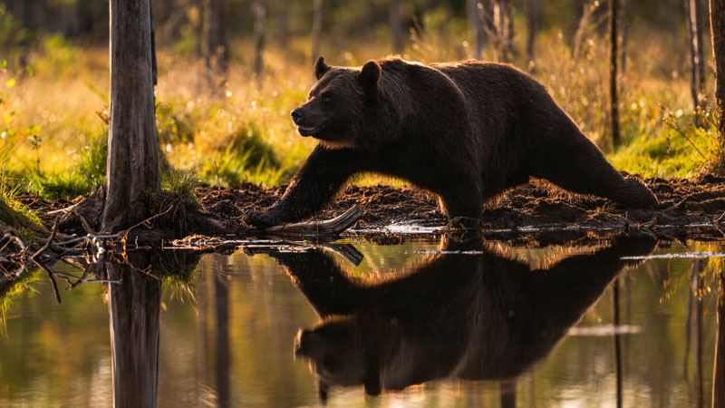Miroir oh combien je suis beau ours