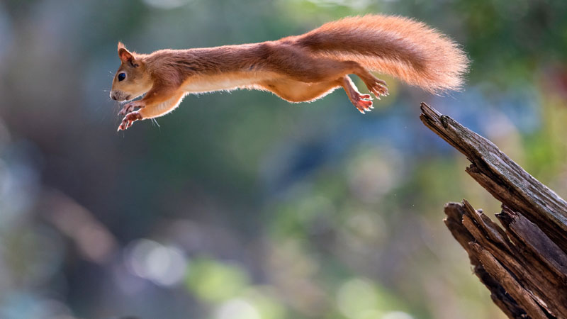 Un instant de bonheur vol de l ecur